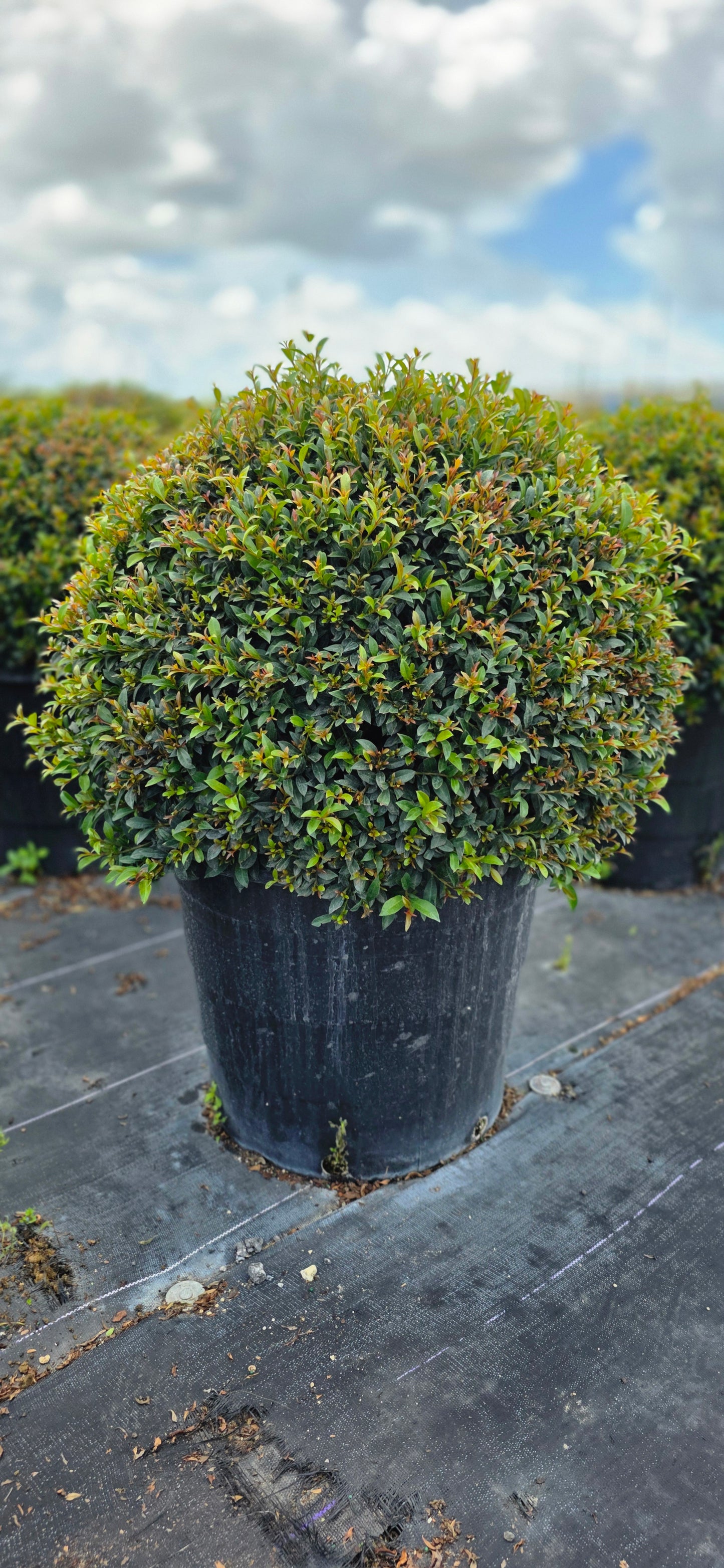 Eugenia Globulus Topiary - Sphere