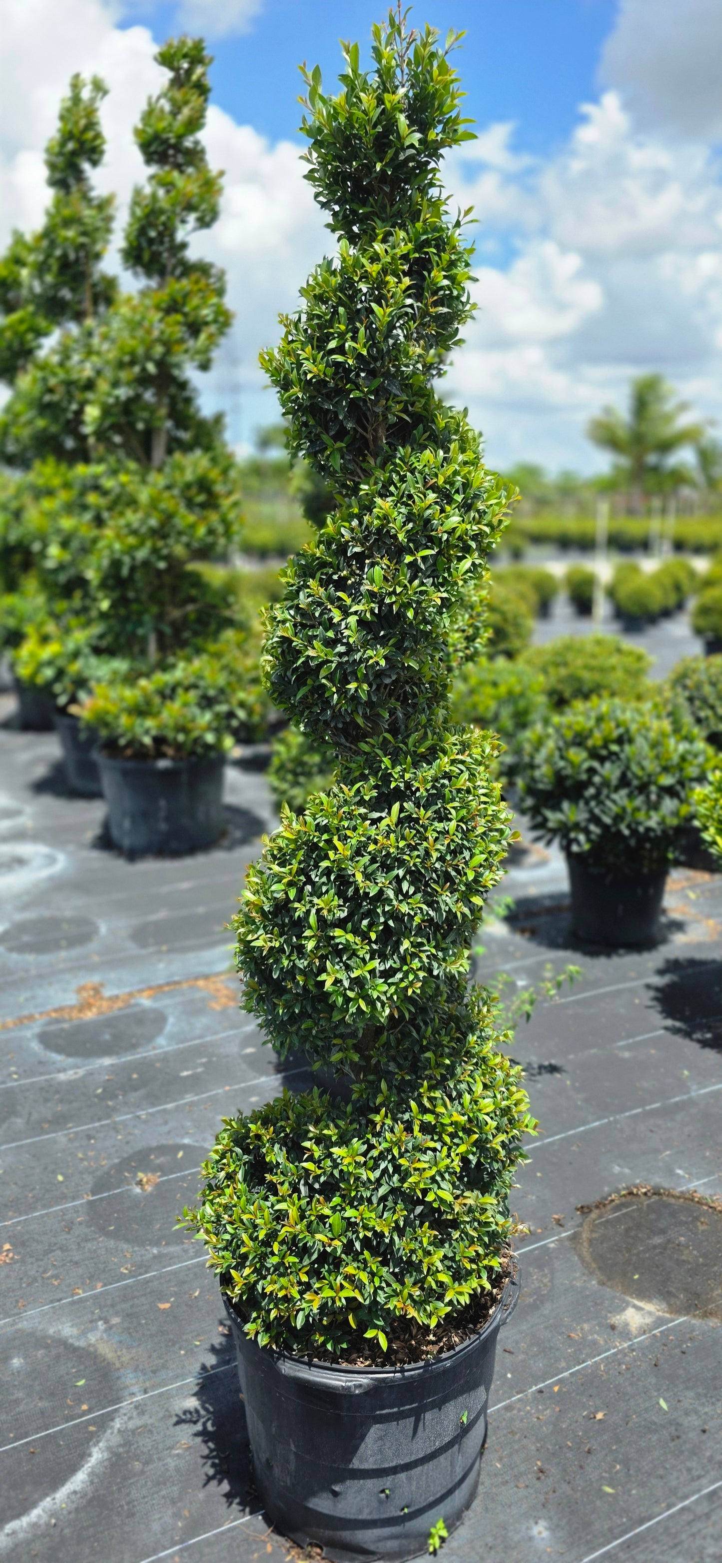Eugenia Globulus Topiary - Spiral