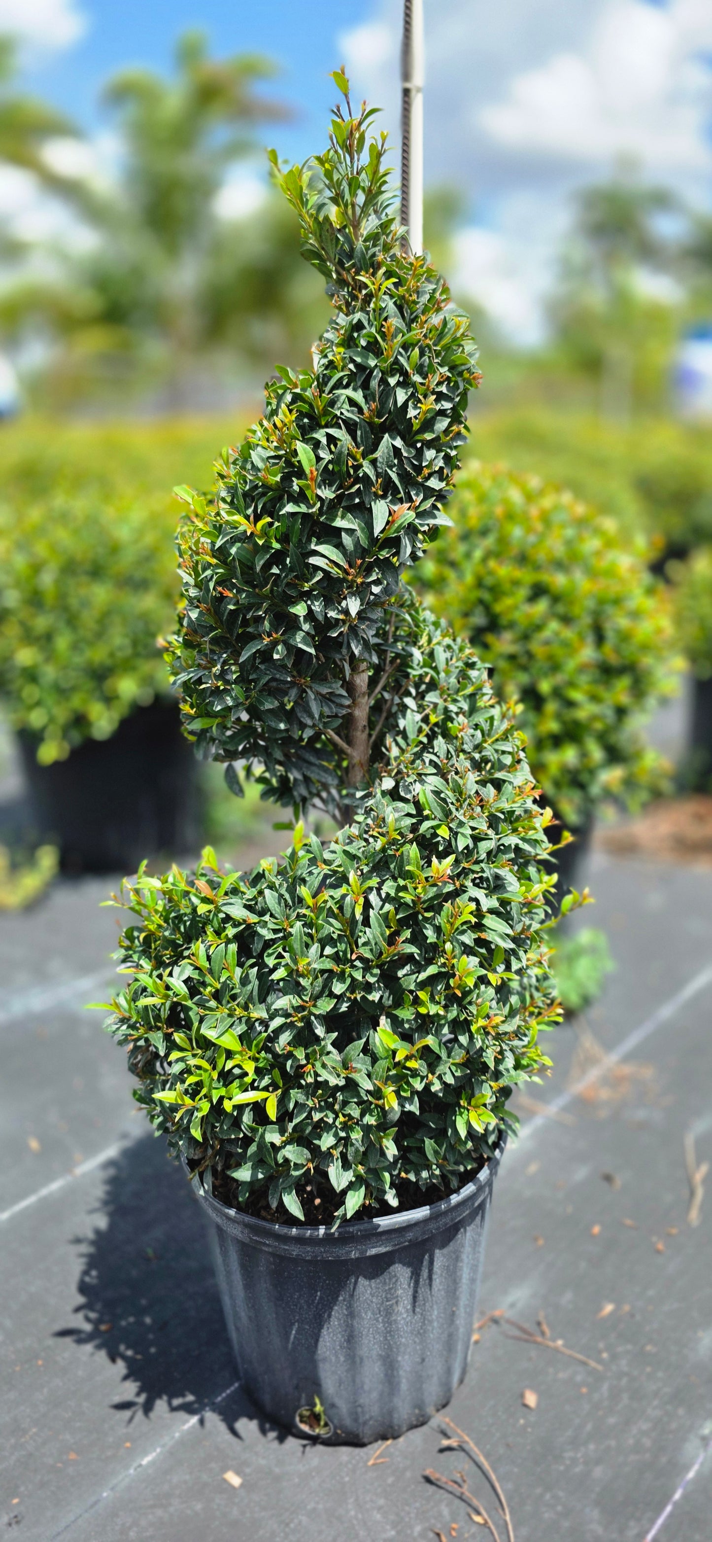 Eugenia Globulus Topiary - Spiral