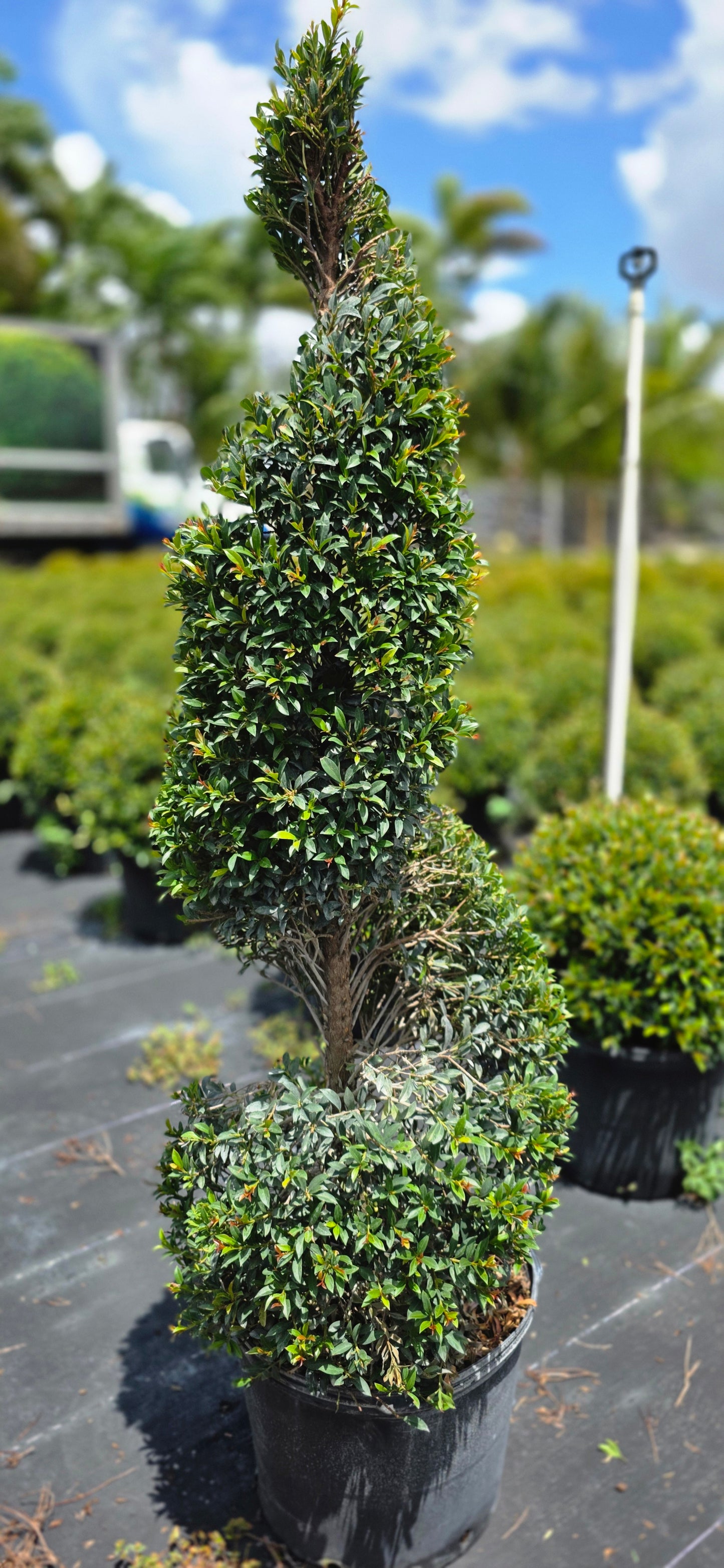 Eugenia Globulus Topiary - Spiral