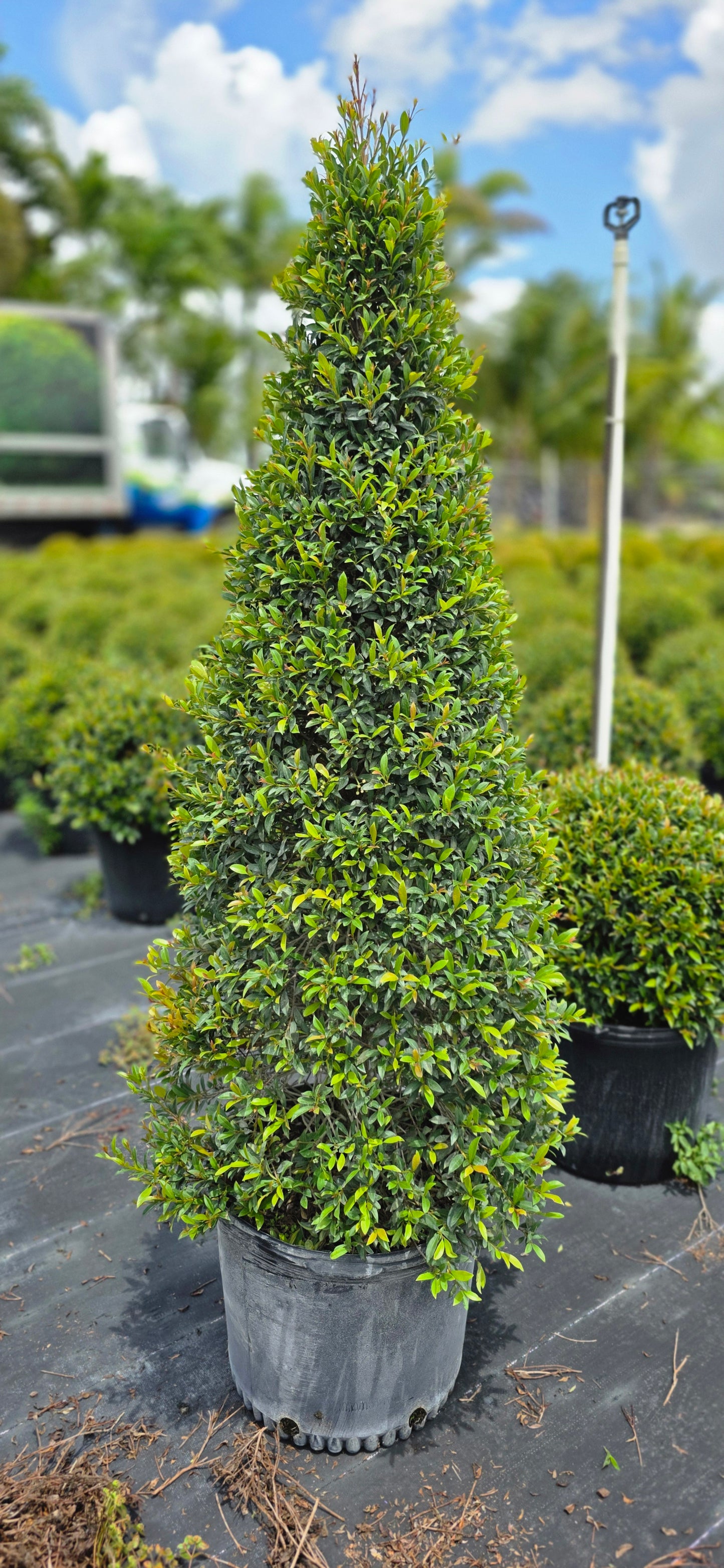Eugenia Globulus Topiary - Cone