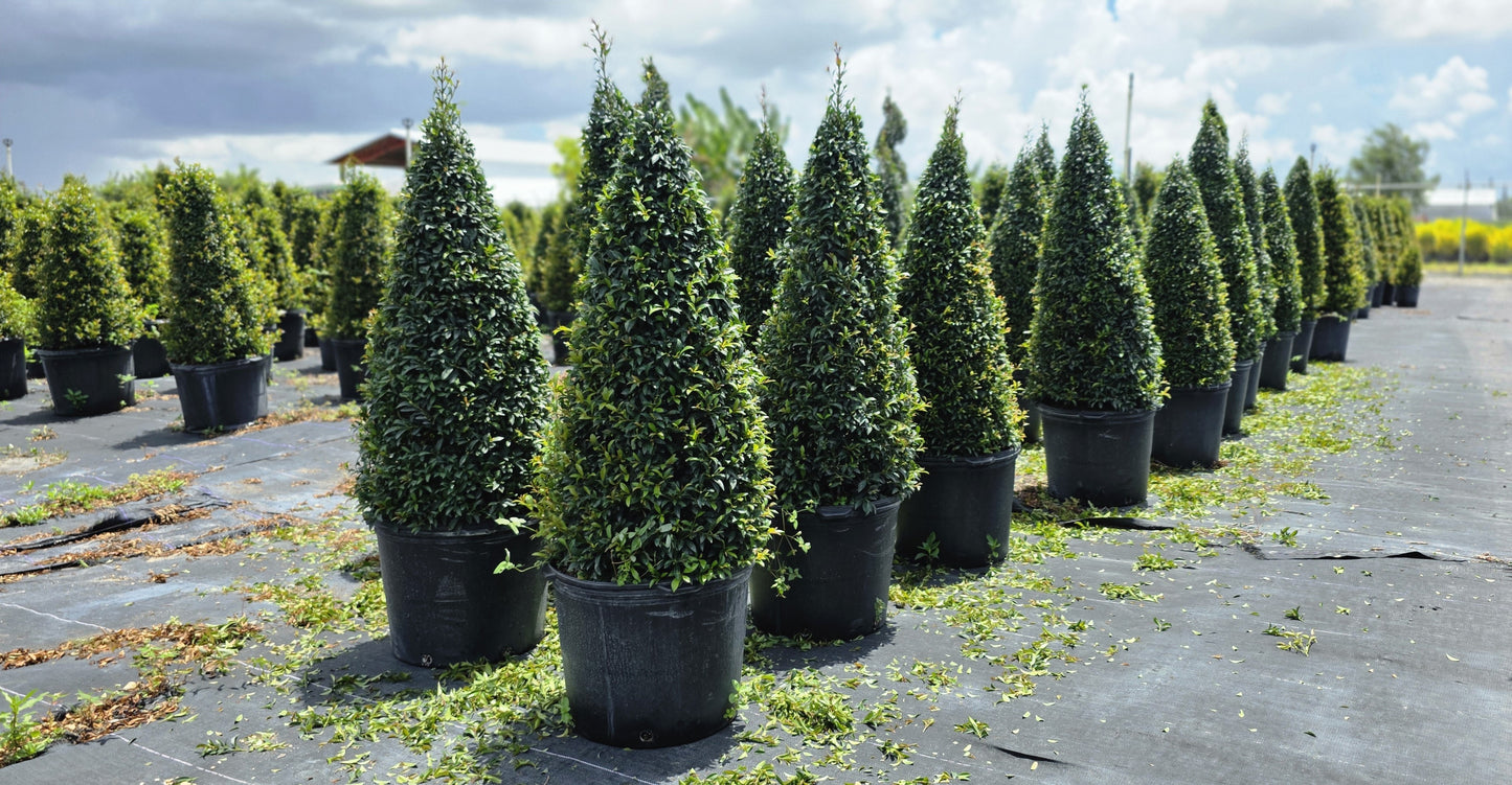 Eugenia Globulus Topiary - Cone