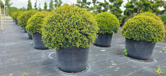 Eugenia Globulus Topiary - Sphere