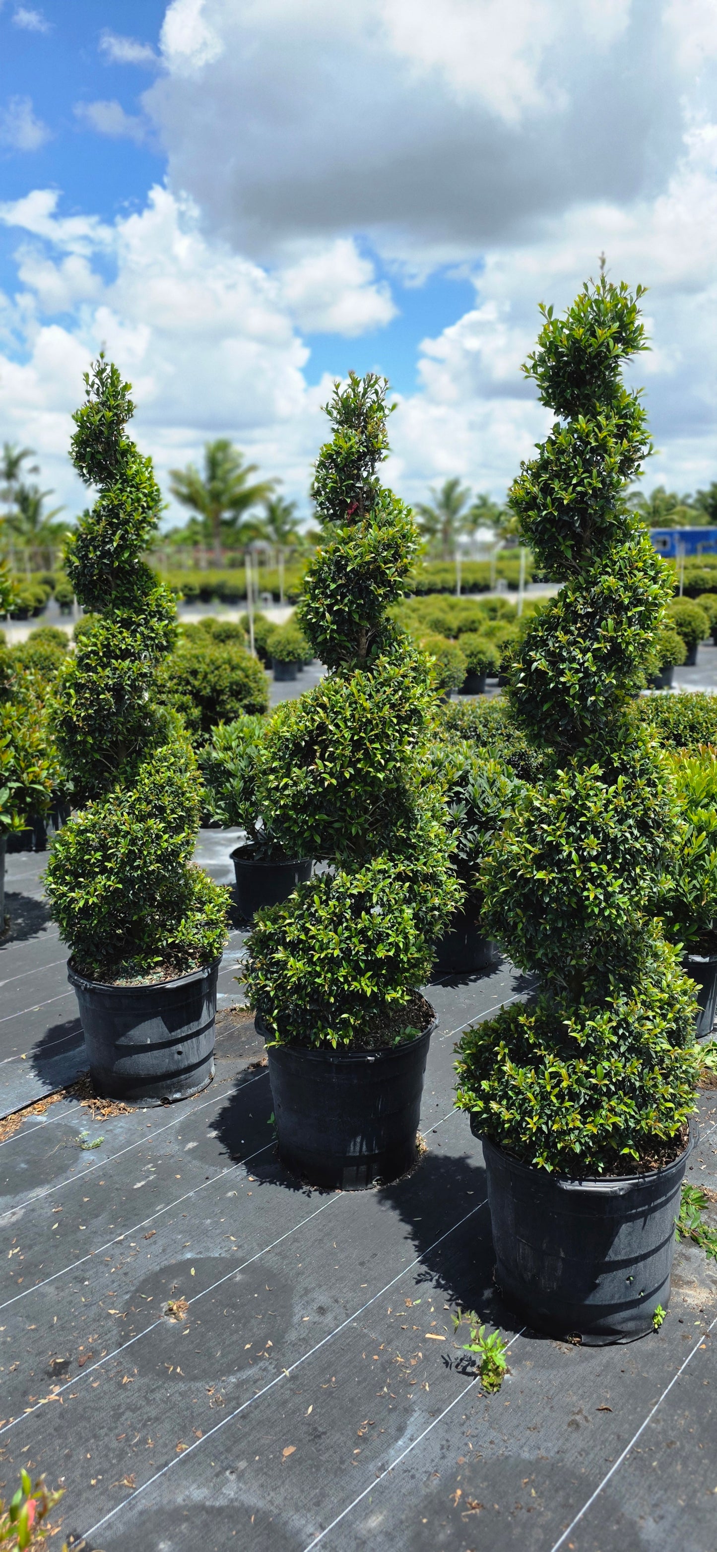 Eugenia Globulus Topiary - Spiral