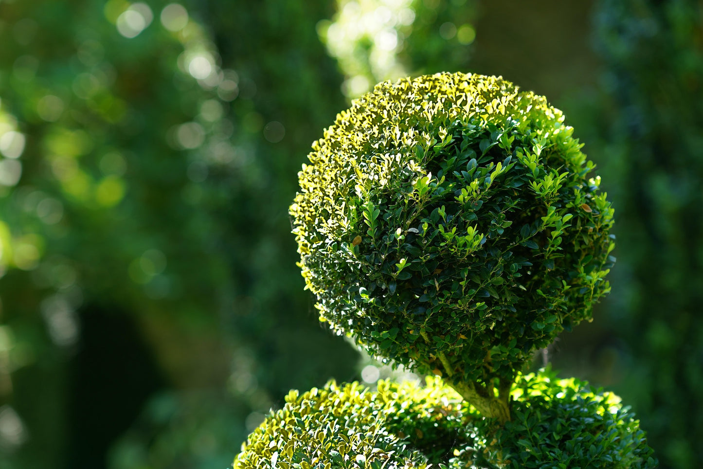 Eugenia Globulus Topiary - Sphere
