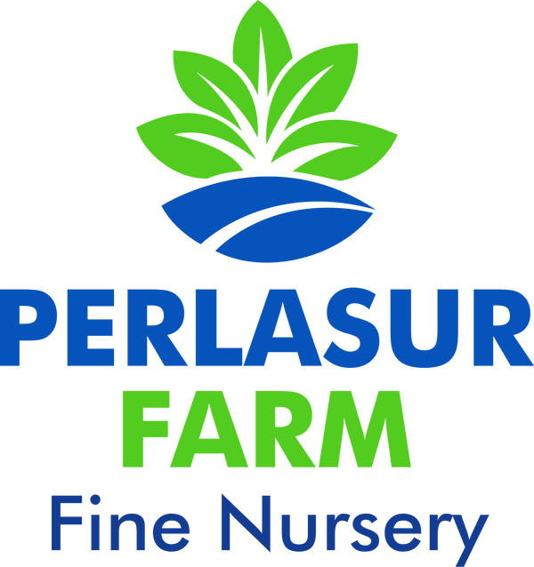 Perlasur Store