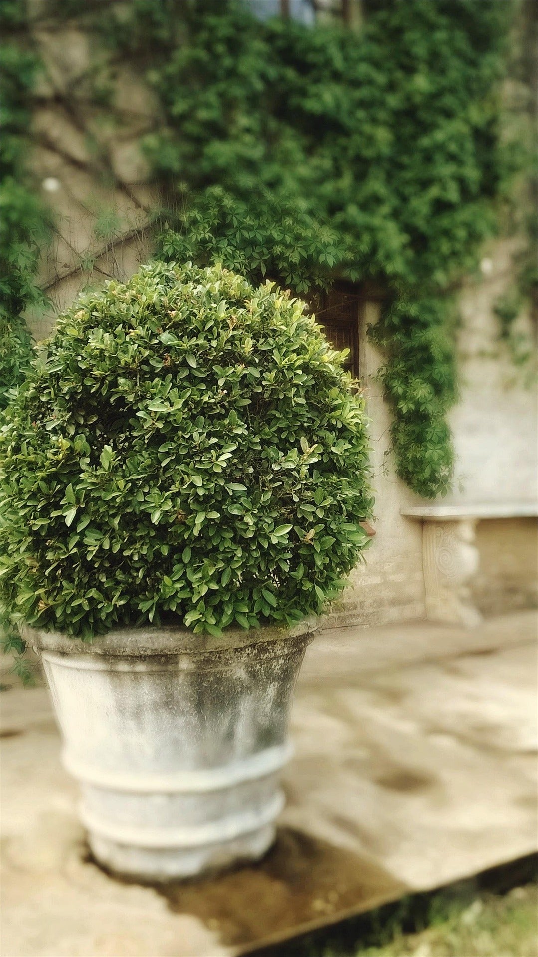 Eugenia Globulus Topiary - Sphere